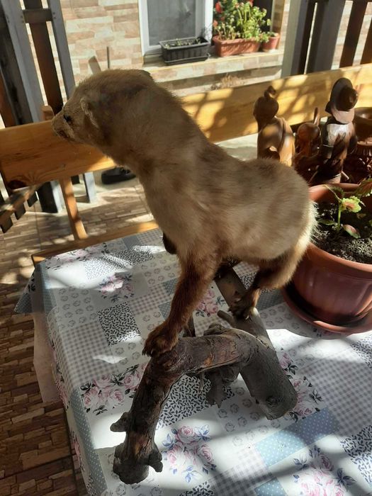 препарирана БЕЛКА