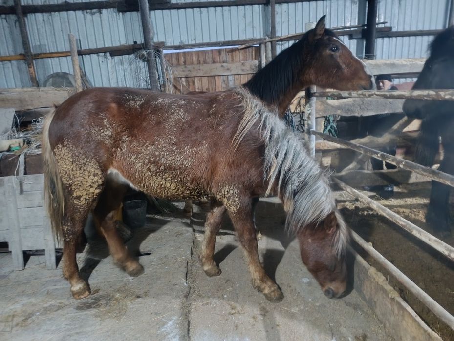 Кунан сатылады.щучинск