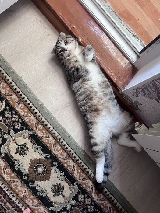 Дам кота в добрые руки!!!