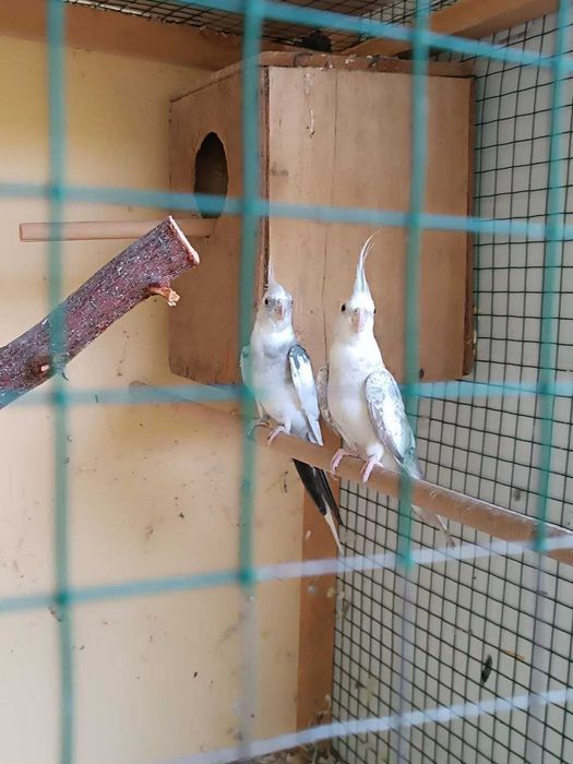 Попугаи Кореллы, пара