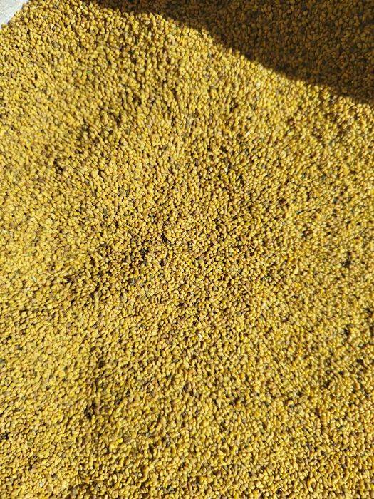 Продам люцерну, чистая