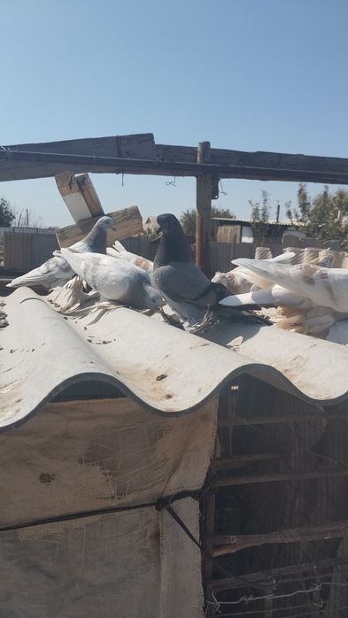 Кептар сатылады Баққоныс