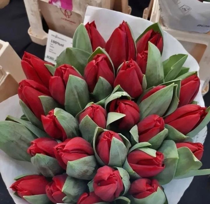 Тюльпаны голландские