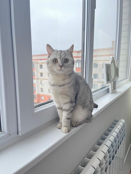 Кошка британская