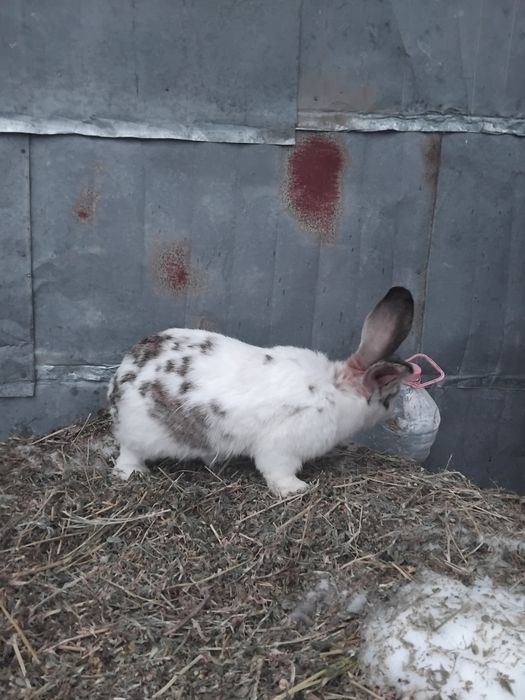 De vânzare iepuri uriaș german