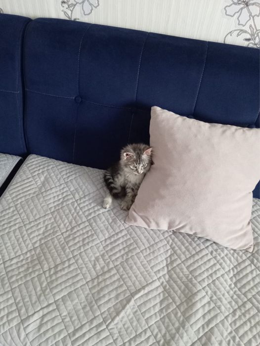 Отдам котенка в добрые руки