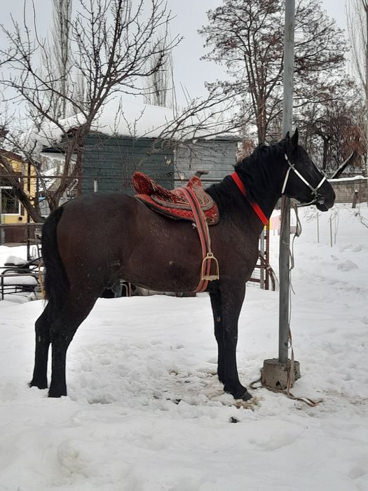 Көкпар ат парымен