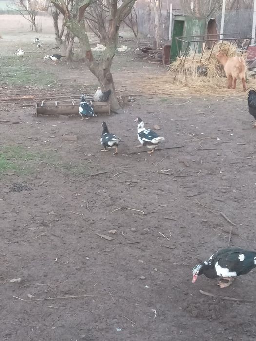 Vand rate  si ratoi lesesc .