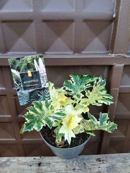 Акантус (Меча стъпка)