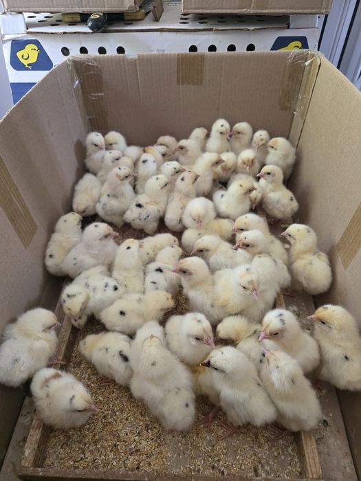 Хаммаси 100 % товук чикади Цыплята курочки несушки