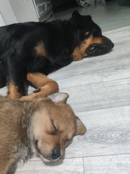 Щенки полукровки ротвейлера. В хорошие руки. Бесплатно.