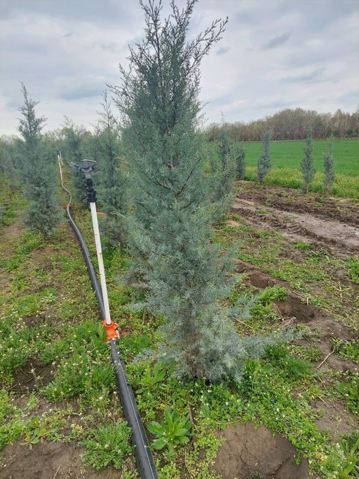 Plante ornamentale tuia Leylandii și Laur Englezesc