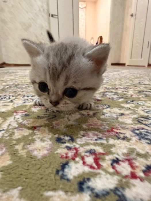 Продам британских котят