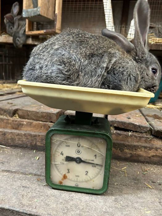 Крольчата фландер.