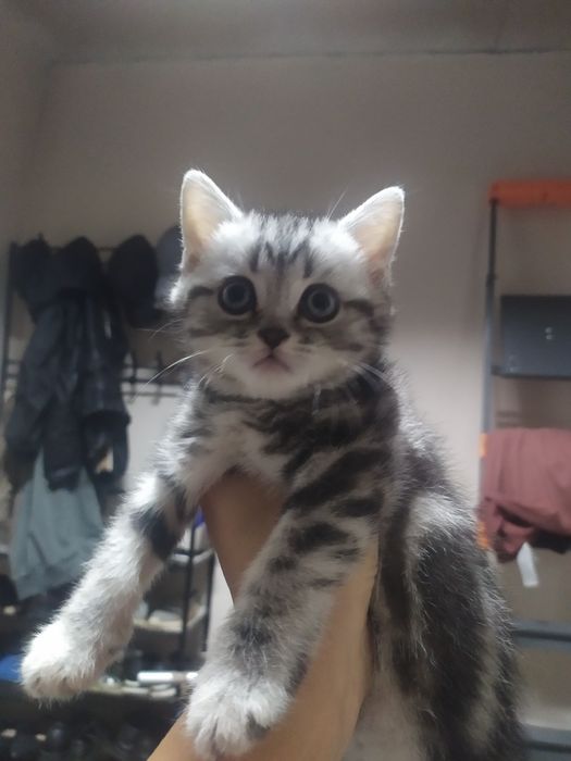 Продам котенка .
