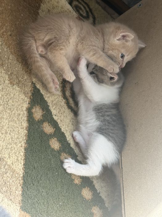 Бесплатно: котята в добрые руки