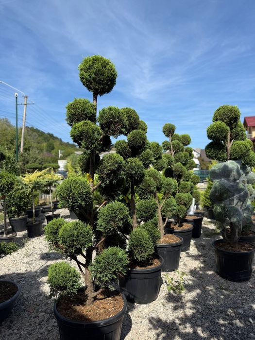 Mesteacan alb plante ornamentale de orice specie la pret minim