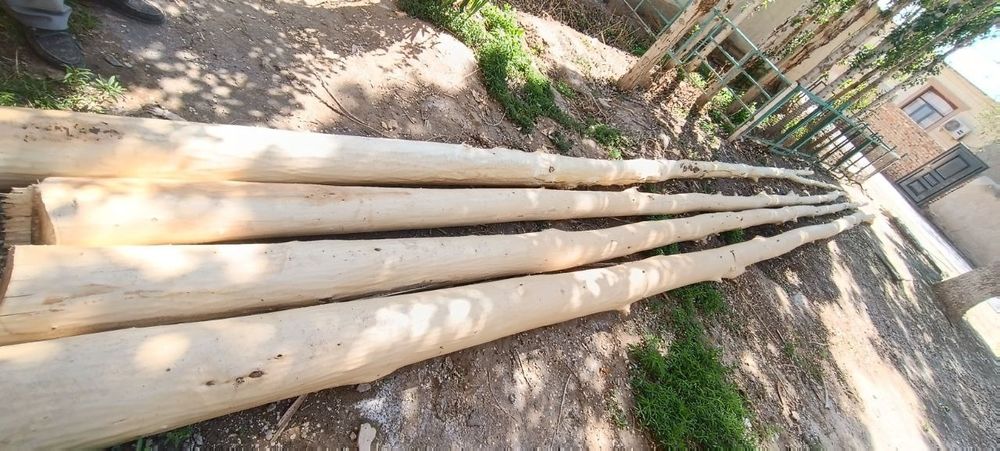 Ак тереклер сатылады