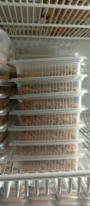 Опарыши белый,микс, красный