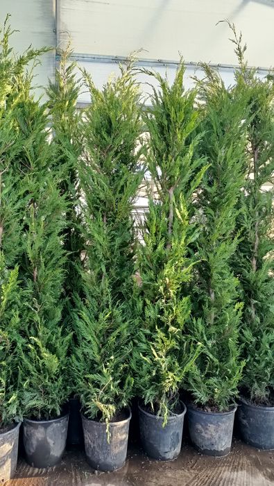 Chiparos gard viu tuia  leylandi  ALTOIT crescuti  în Romania