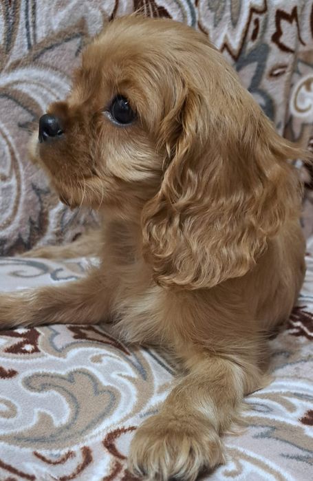 Кавалер кинг Чарльз спаниель мальчики и девочки