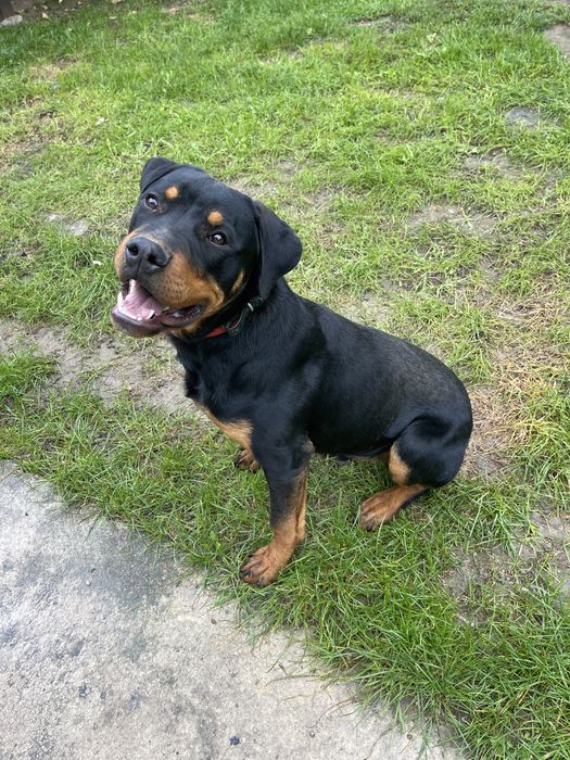 Caine rasa talie mare