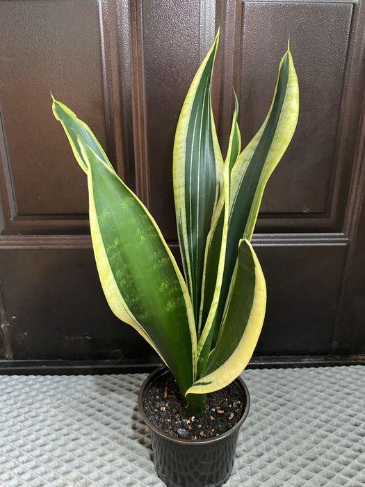 Сансевиерия Блэк Голд