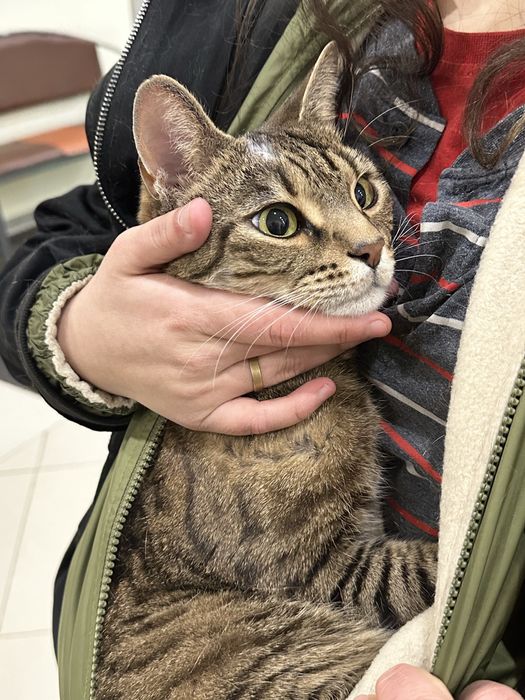 Кот - метис бенгала в добрые руки