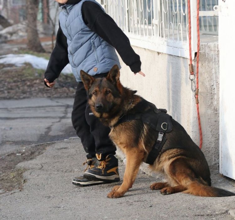 Немецкая Овчарка , Рабочие Линии