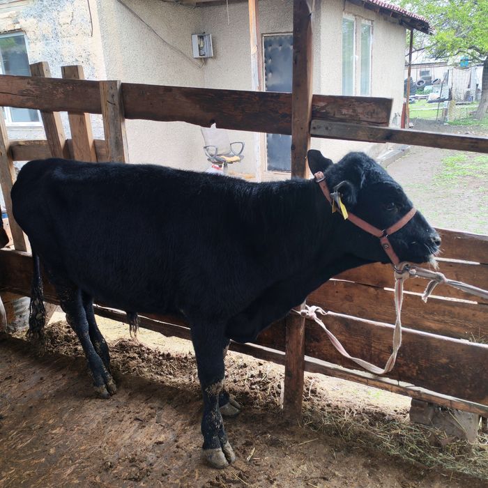 Бык бука сатам парода ангус