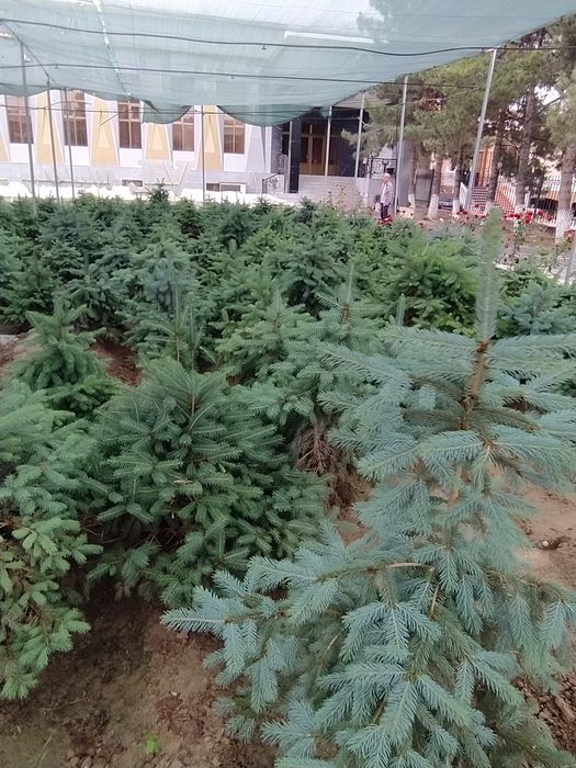 Самое время сажать серебристо голубые ели от