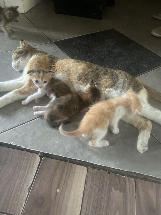 Вислоухие котята