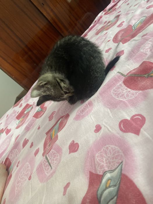 donez pui de pisica