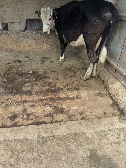 Бұзаулы Сиыр Сатылады