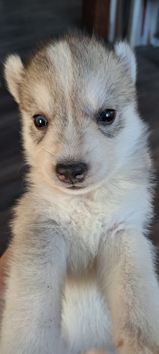 Продам щенков хаски