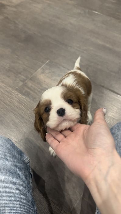 Кавалер Кинг Чарльз спаниель щенки ПРОДАЖА!