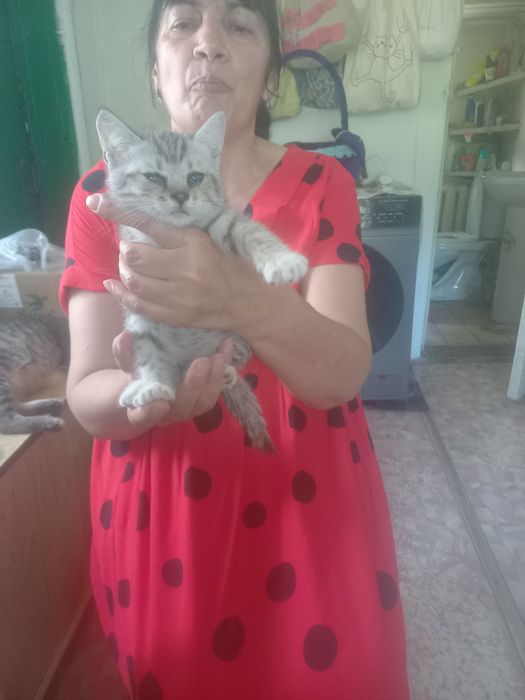 Домашние животные