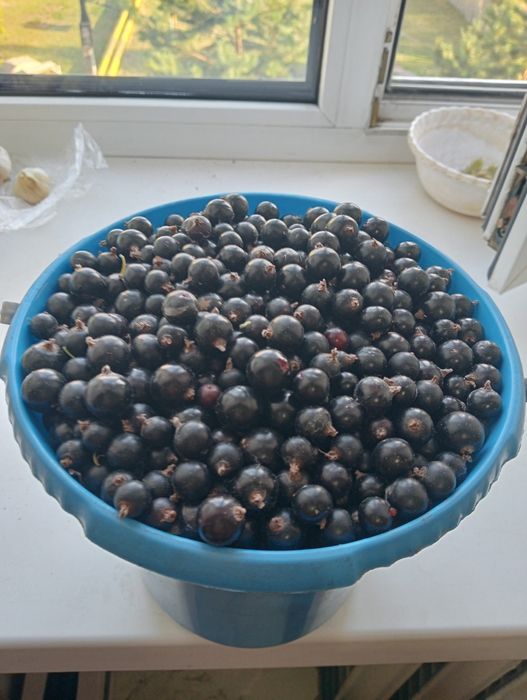 Продам смородину свежая