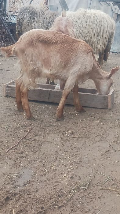 Vand 2 capre foarte bune de lapte