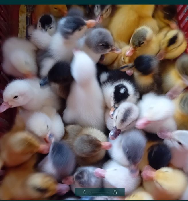 Rate polare 10 lei buc