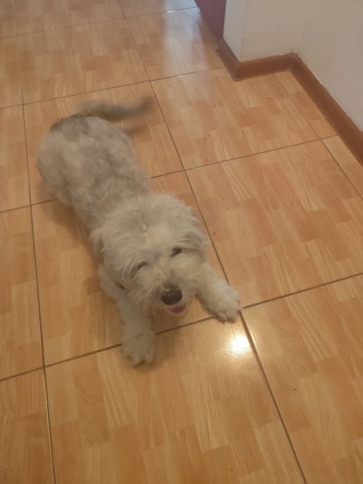 Donez metis de bichon