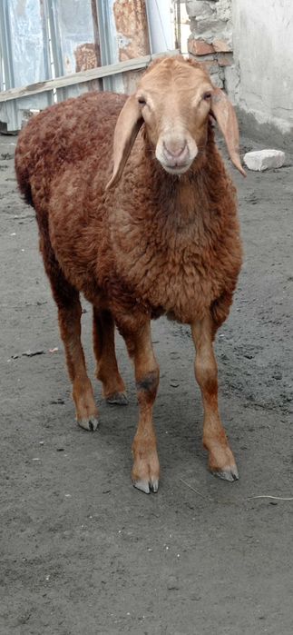 Кузичок ва бузоклар сотилади