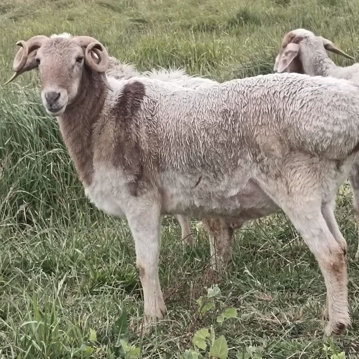 Продам Кошкар 220000