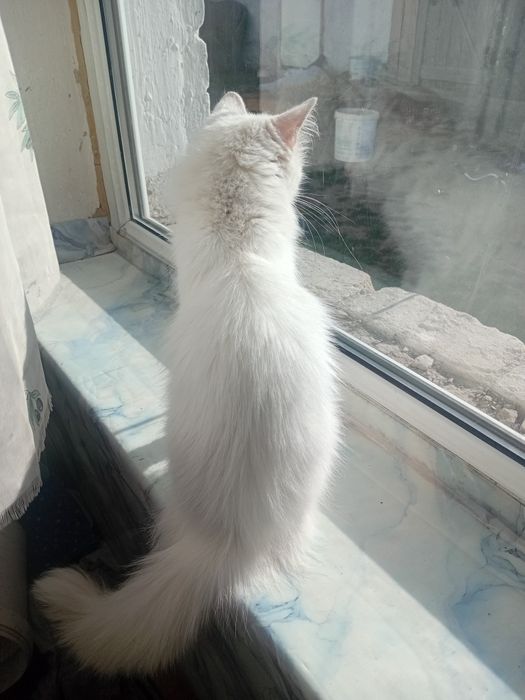 Срочно отдам кошку