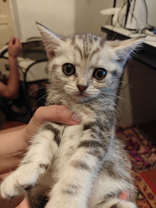 Продаются котята