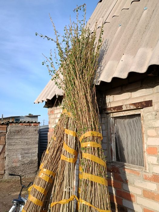 Тополь пирамидальный оптом и в розницу