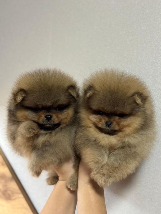 Щенки шпица для резерва