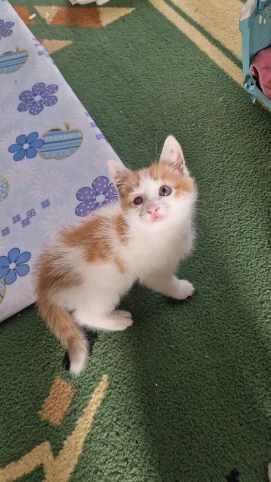 Отдам котенка в добрые руки