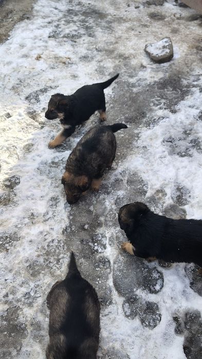 Щенки немецкой овчарки Талдыкорган. Новостройка .
