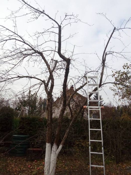 Садовник подготовка к осени и зиме формирование деревьев уход за садом